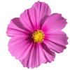 Icône fleur colorée, Studio créative by Adeline