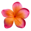 Icône fleur colorée, Studio créative by Adeline