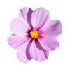 Icône fleur colorée, Studio créative by Adeline