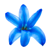 Icône fleur colorée, Studio créative by Adeline